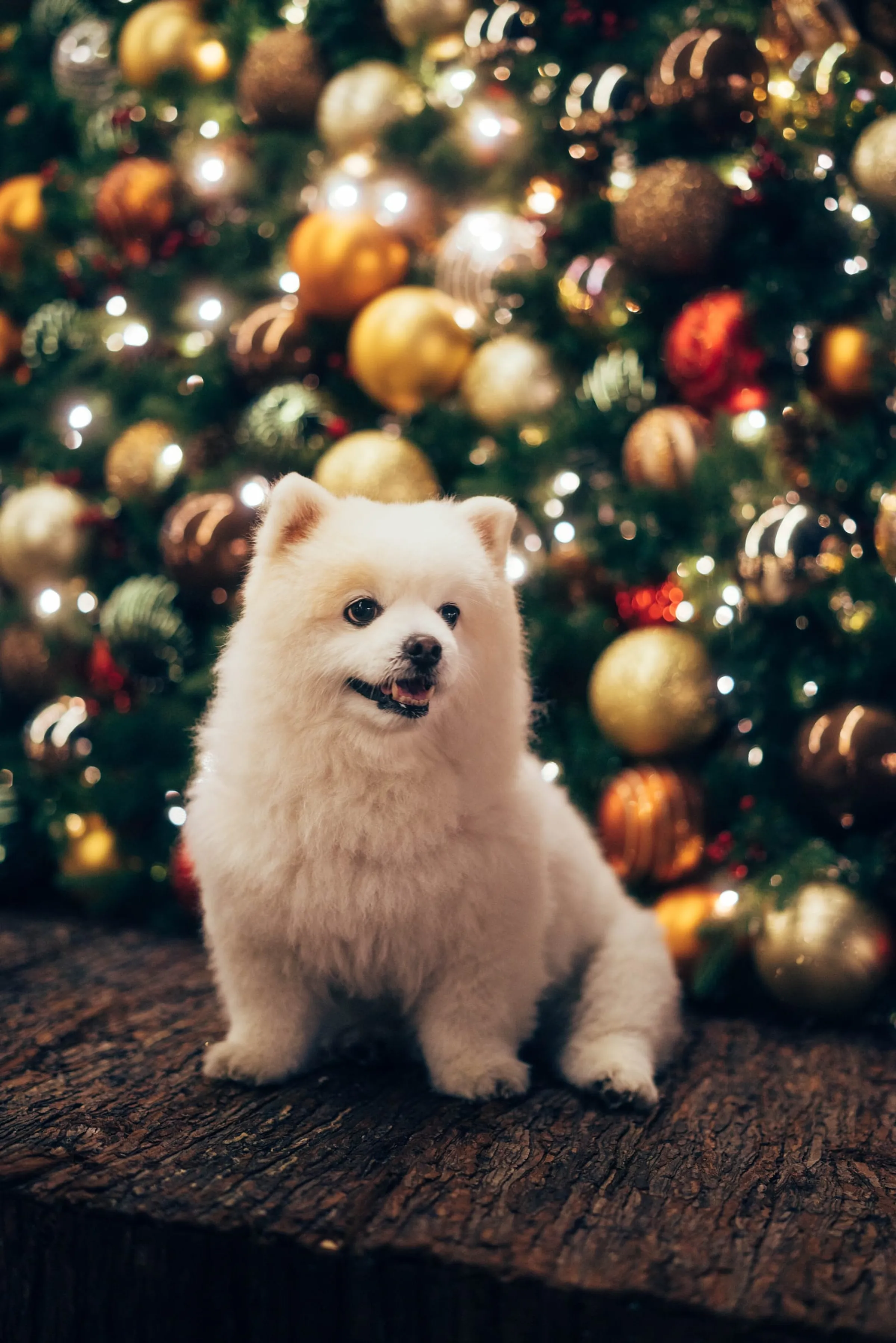 December Liturgy · 12