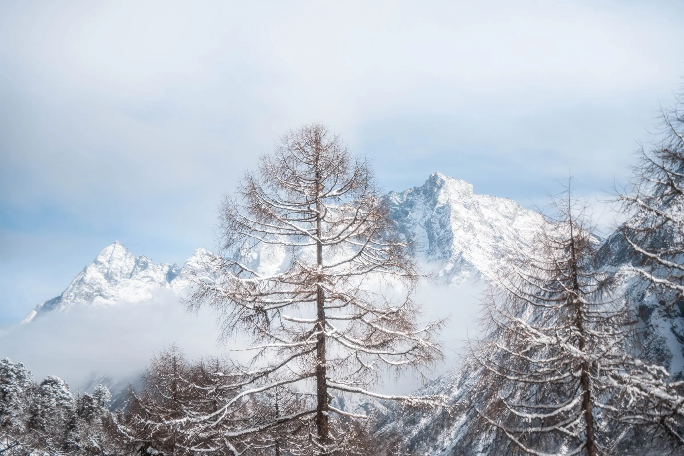 Snow Vein · 5