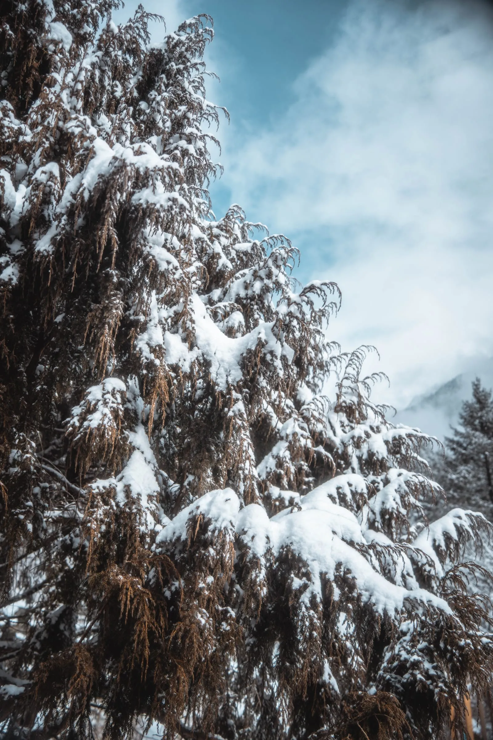 Snow Vein · 10